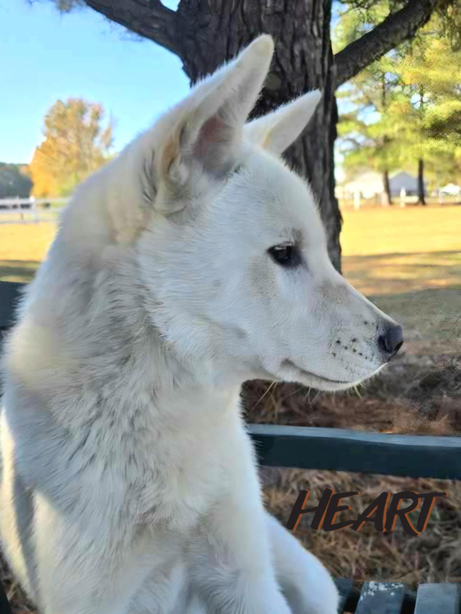 Enlarge Stitch, a Adoptable mixed breed in Millersville, MD image 1/3
