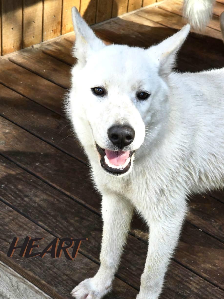 Enlarge Stitch, a Adoptable mixed breed in Millersville, MD image 2/3