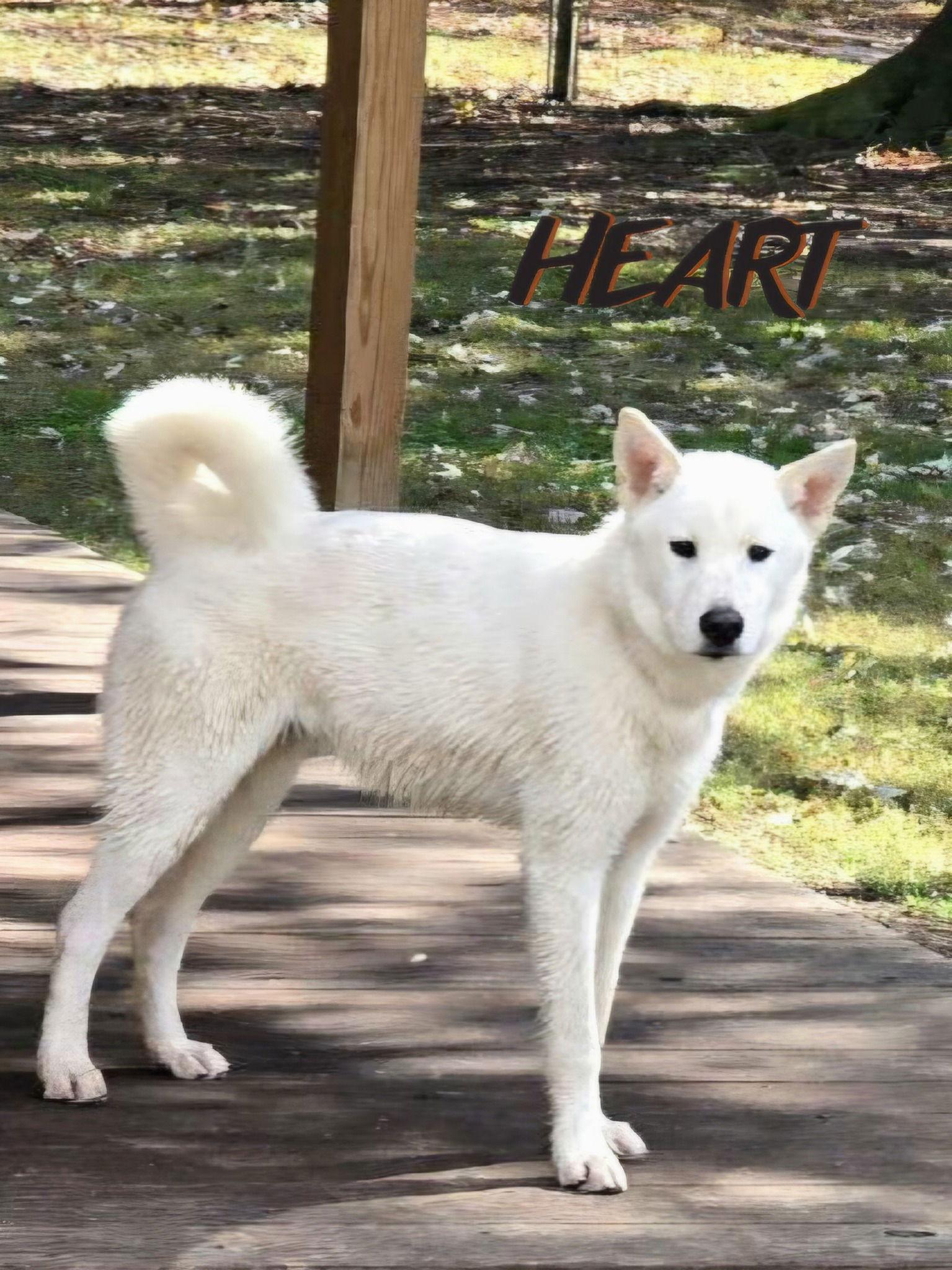 Enlarge Stitch, a Adoptable mixed breed in Millersville, MD image 3/3