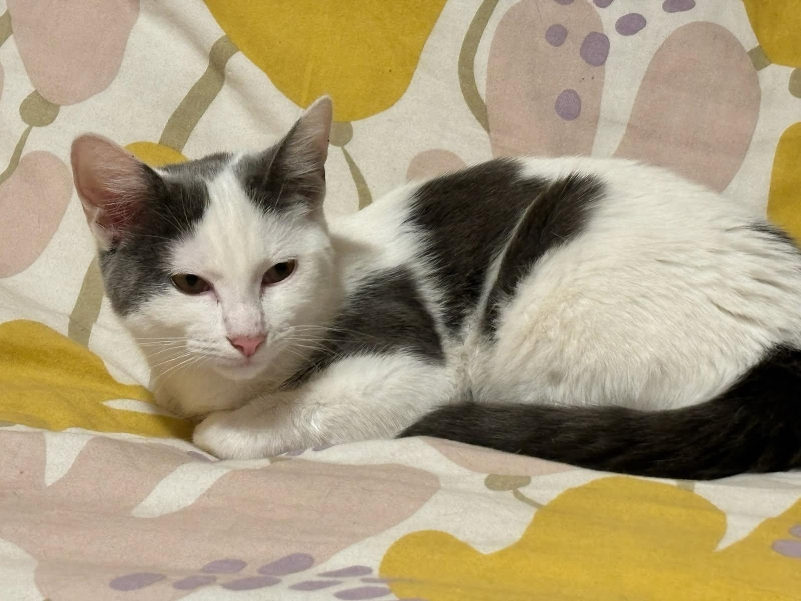 Asha, Adoptable, Adult Female Turkish Van.