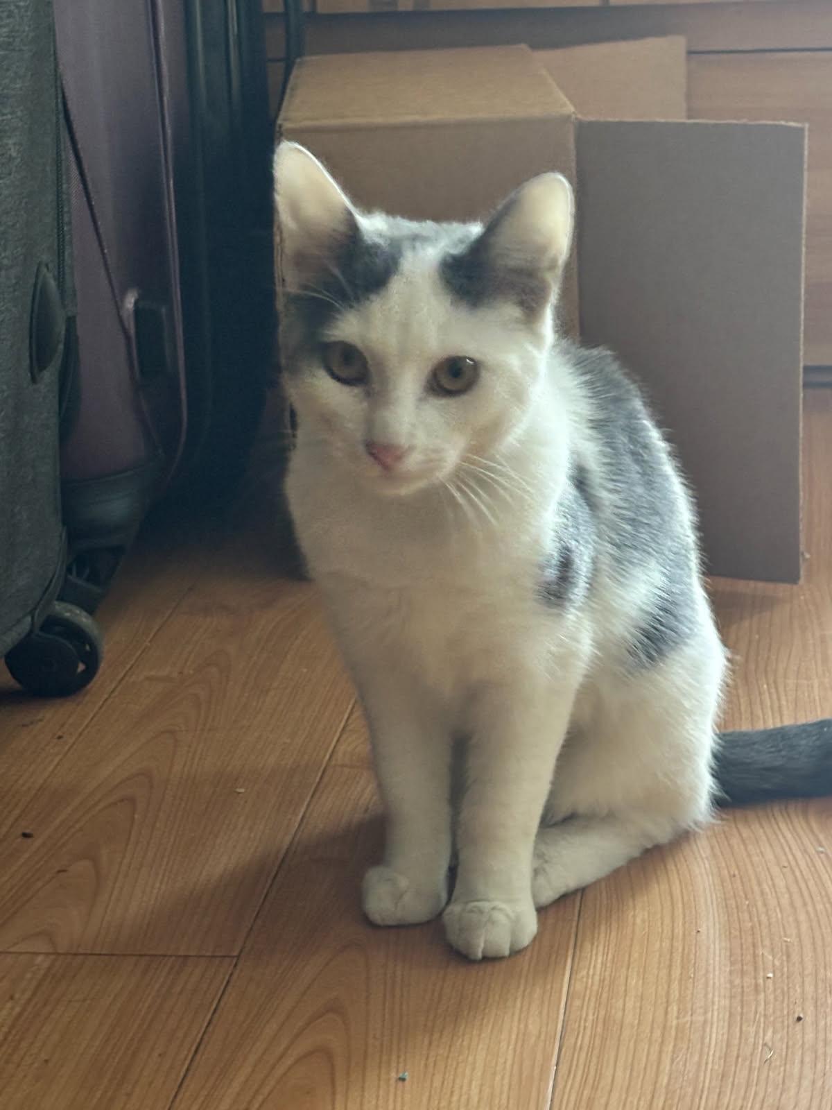 Enlarge Asha, a Adoptable Turkish Van in Monrovia, CA image 2/3