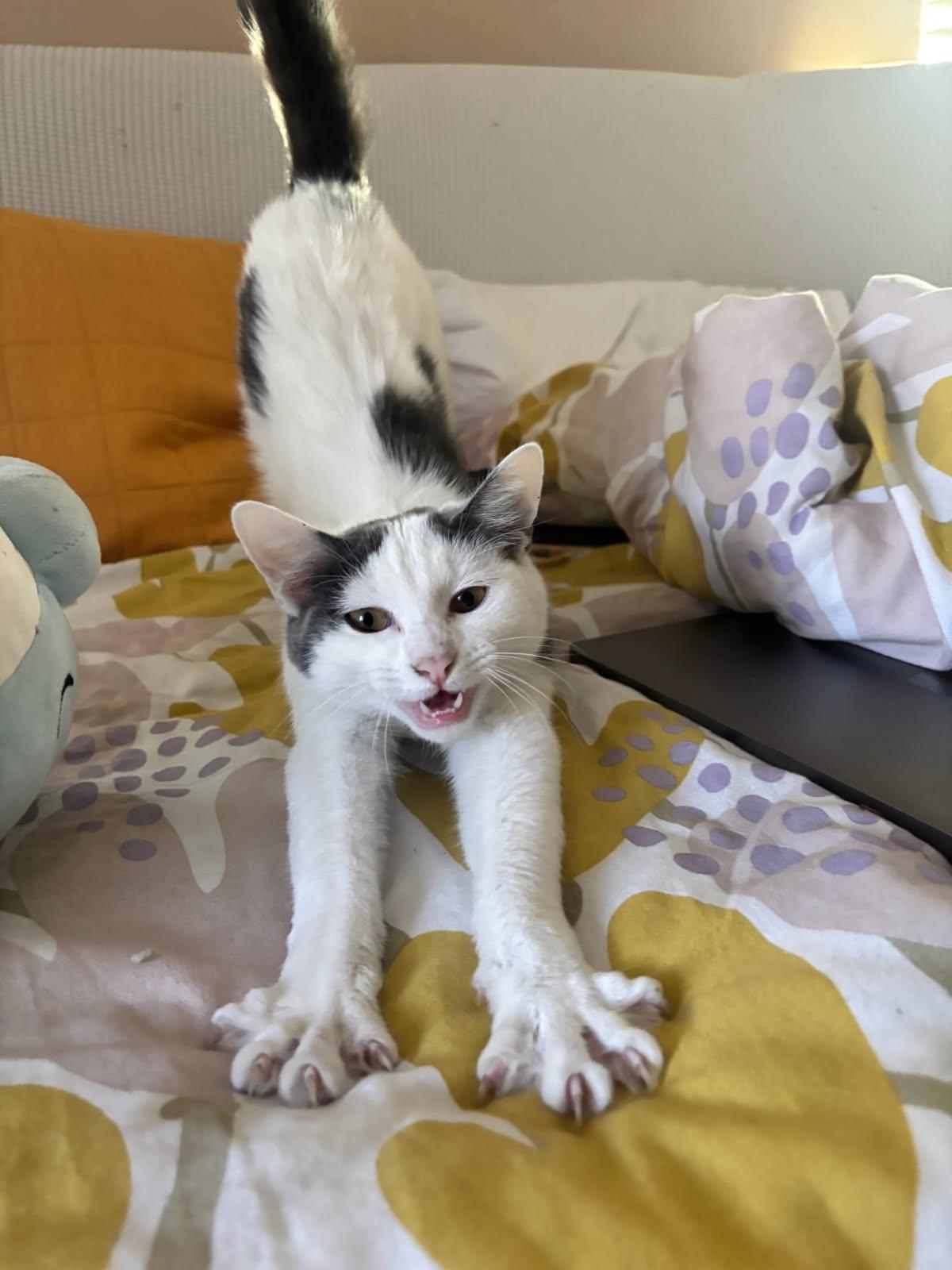 Enlarge Asha, a Adoptable Turkish Van in Monrovia, CA image 3/3