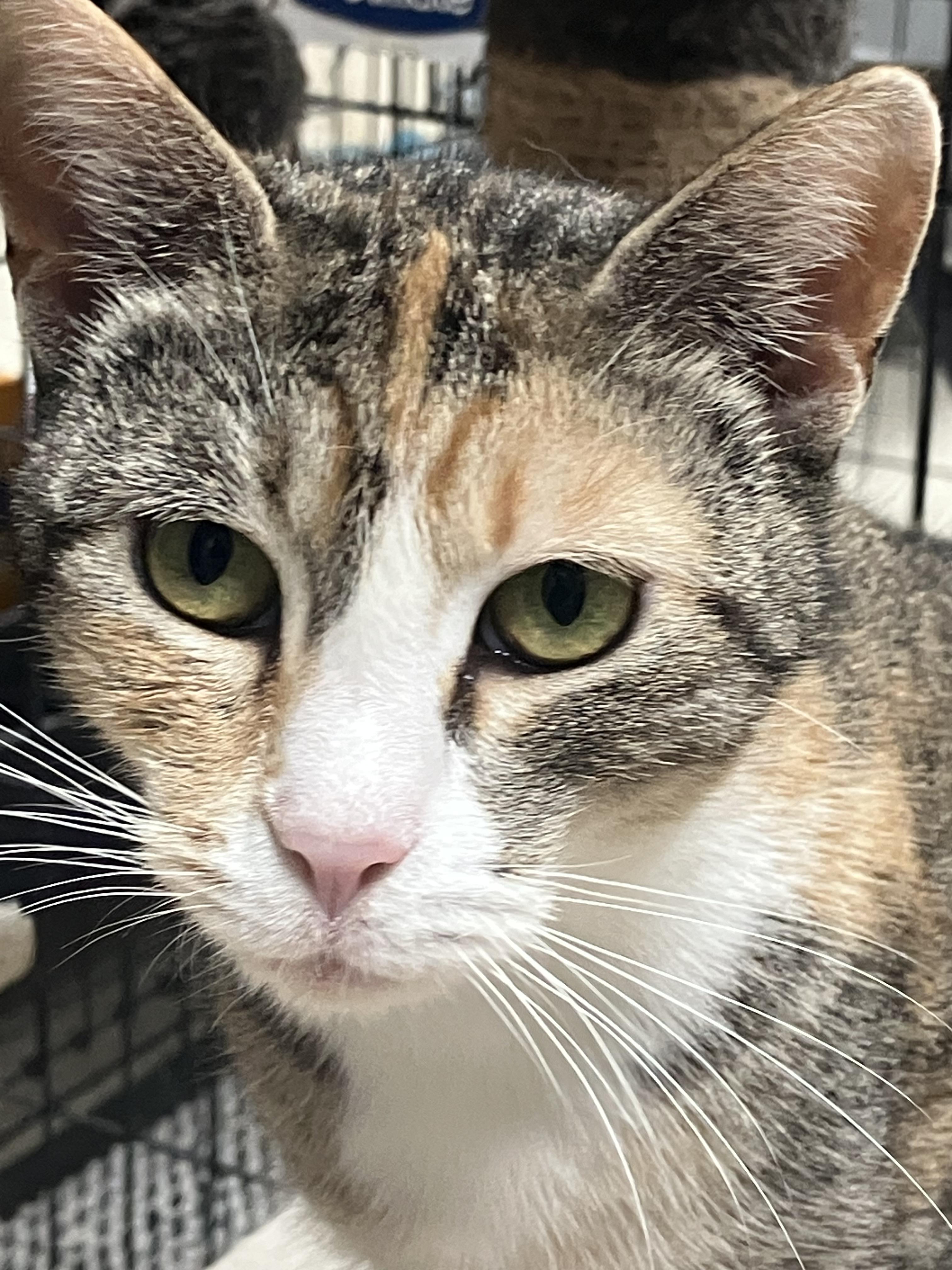 SILAS the Kitty Girl, ADOPTABLE, Adult Female Domestic Short Hair.