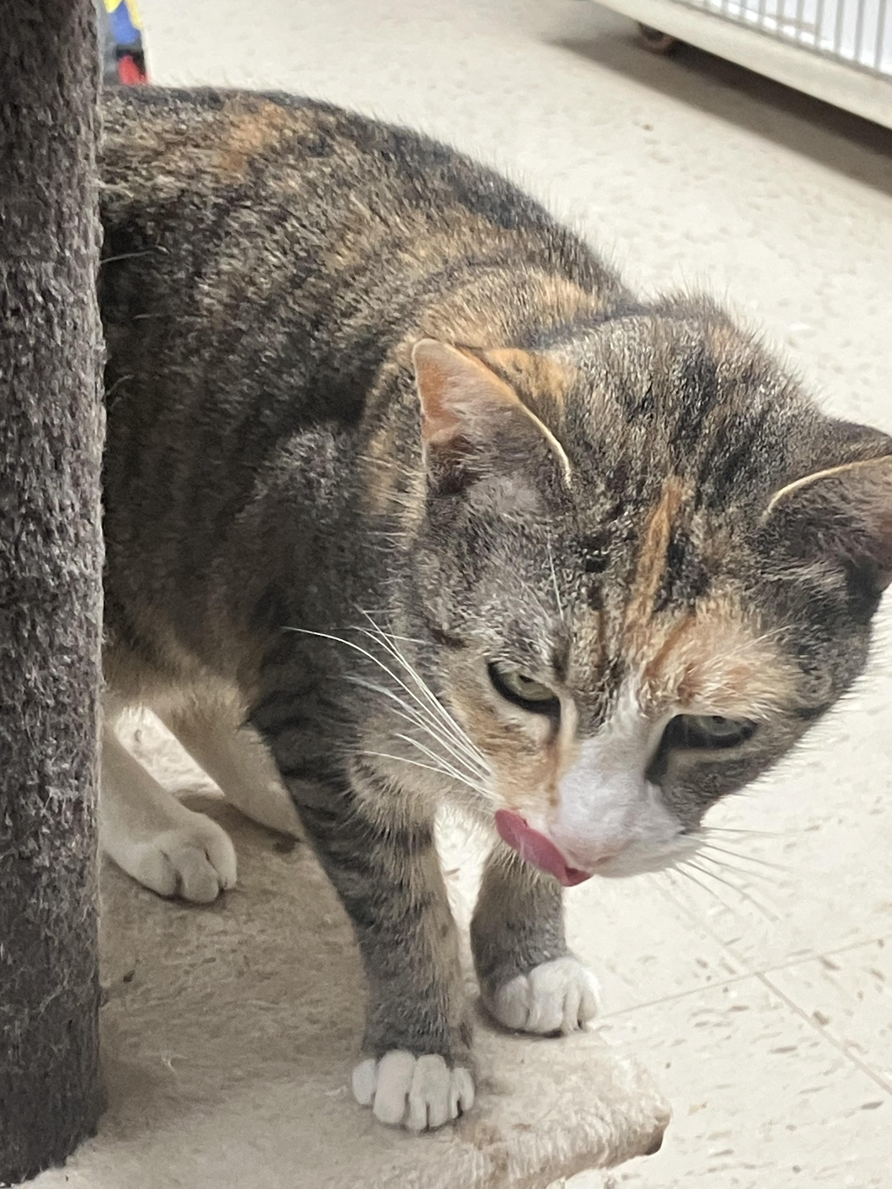 Enlarge SILAS the Kitty Girl, a ADOPTABLE Domestic Short Hair in Sylacauga, AL image 2/2