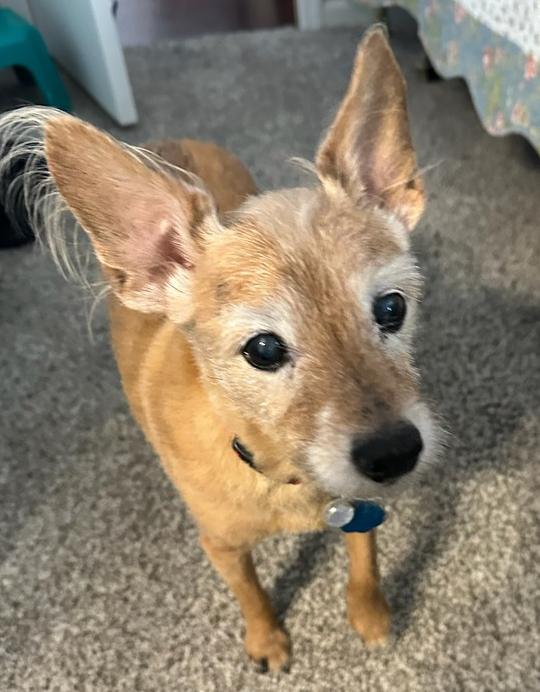 Enlarge Mimi, a Adoptable mixed breed in Eugene, OR image 1/1