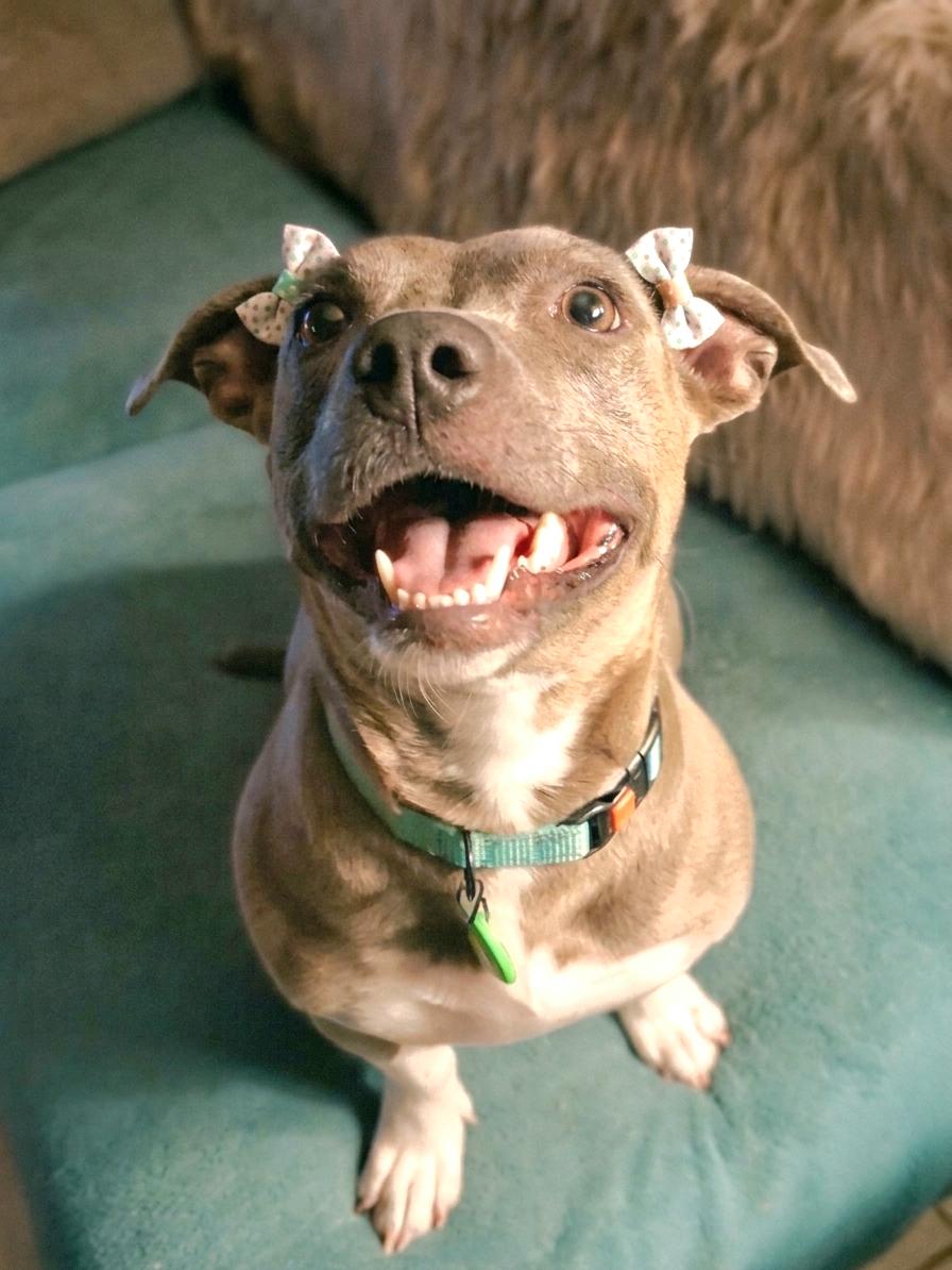 Enlarge Honey Bun, a Adoptable mixed breed in Fort Worth, TX image 2/2