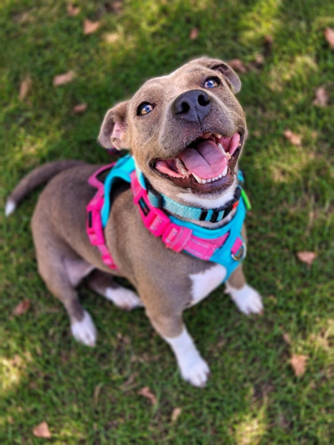 Honey Bun, Adoptable, Young Female Pit Bull Terrier & Chihuahua.