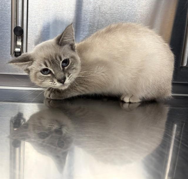 Enlarge JUPITER, a Adoptable Domestic Medium Hair in Minneapolis, MN image 1/1
