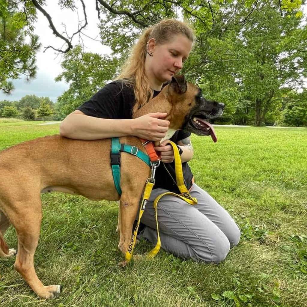 Charity, Adoptable, Senior Female Boxer & Mixed Breed.