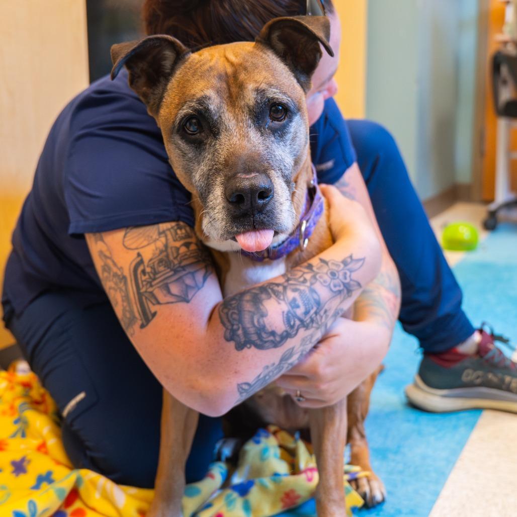 Charity, Adoptable, Senior Female Boxer & Mixed Breed.
