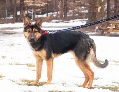 Noel — thumbnail 3