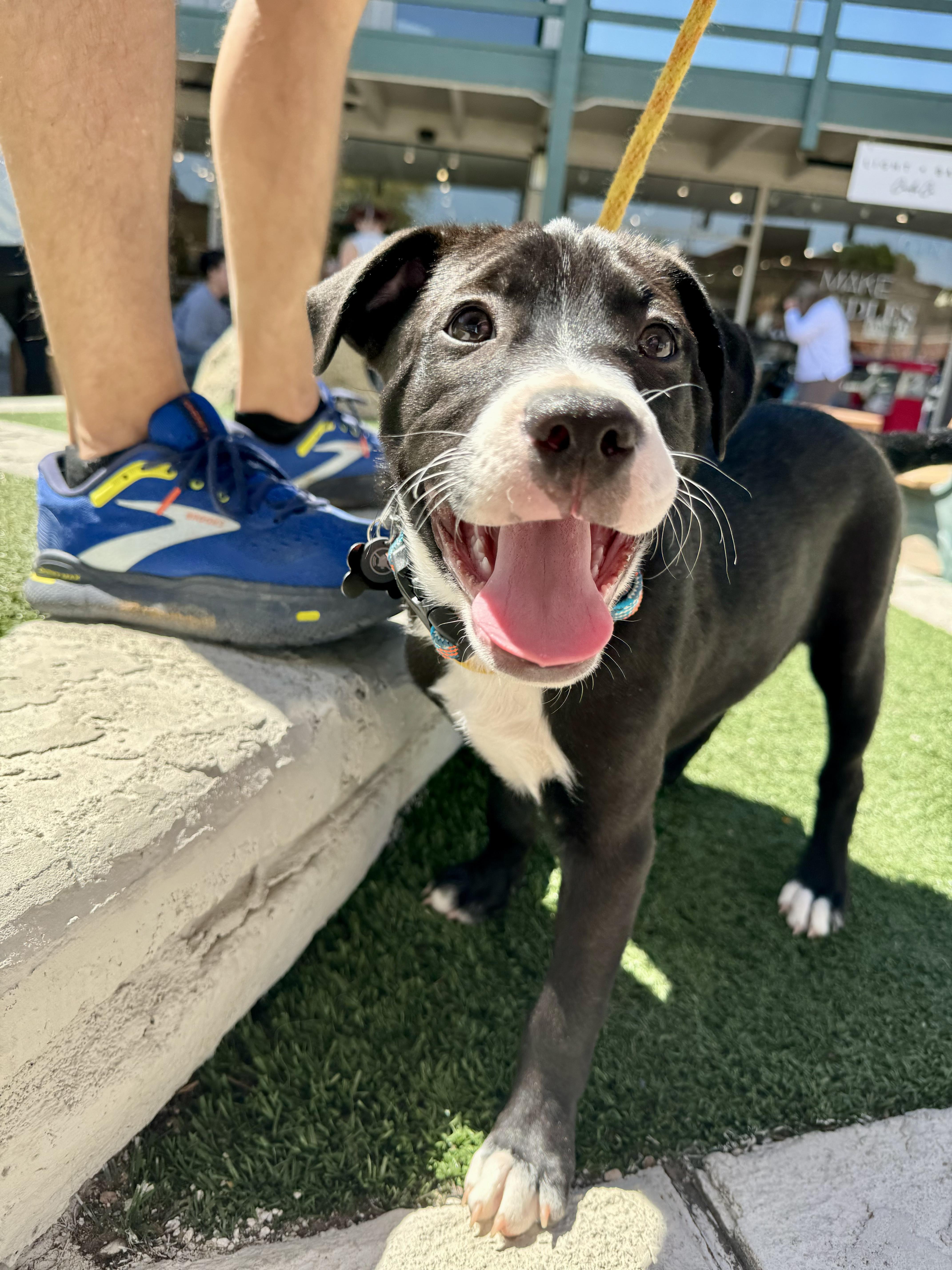 Dog for adoption Lava, an American Staffordshire Terrier Mix in Peoria, AZ Petfinder