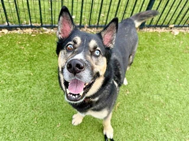 Enlarge BEAU, a Adoptable Alaskan Malamute in Saint Louis, MO image 1/1