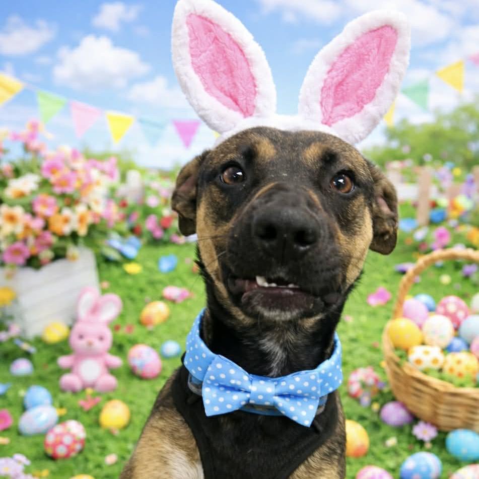 Enlarge Chalupa, a Adoptable Shepherd in Hinesville, GA image 1/2