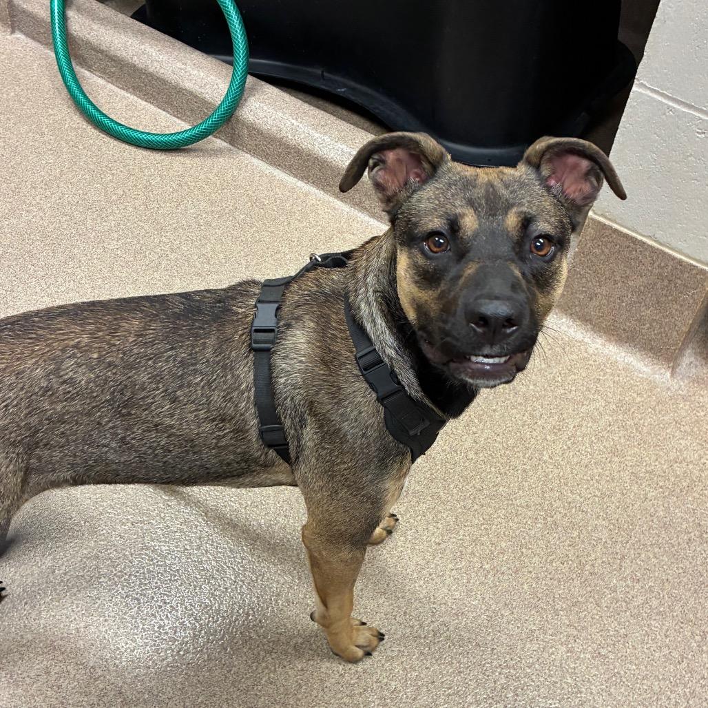 Enlarge Chalupa, a Adoptable Shepherd in Hinesville, GA image 1/1