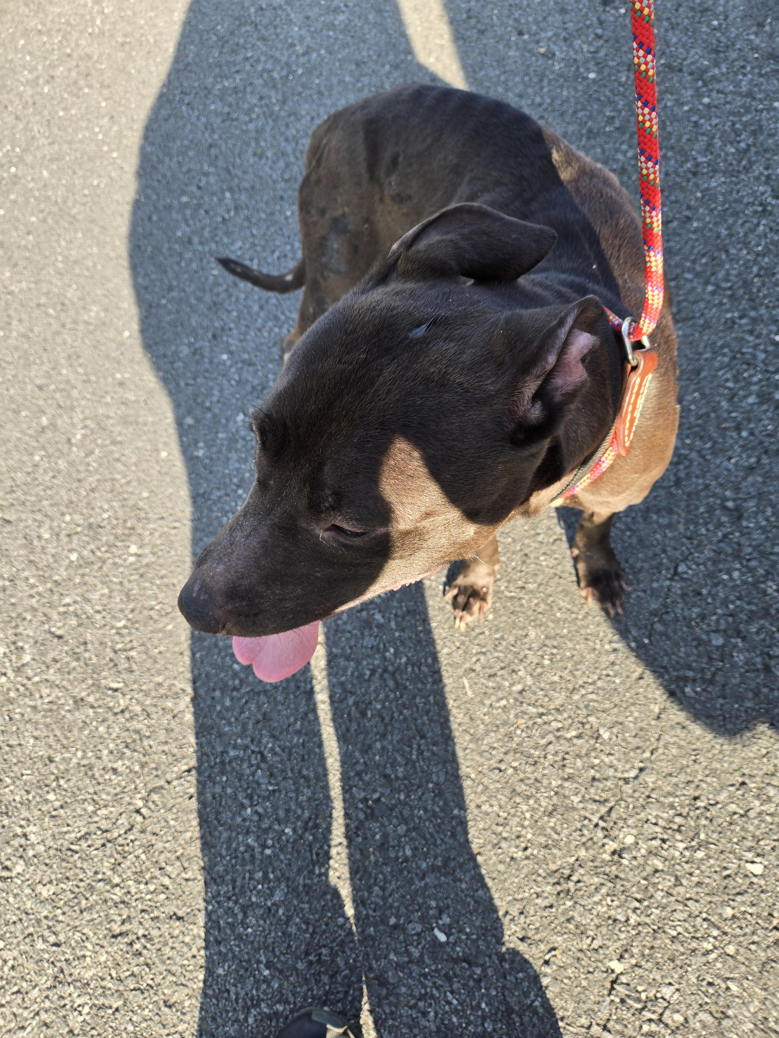Juliet, a ADOPTABLE Black Labrador Retriever in Edison, NJ image 2/2