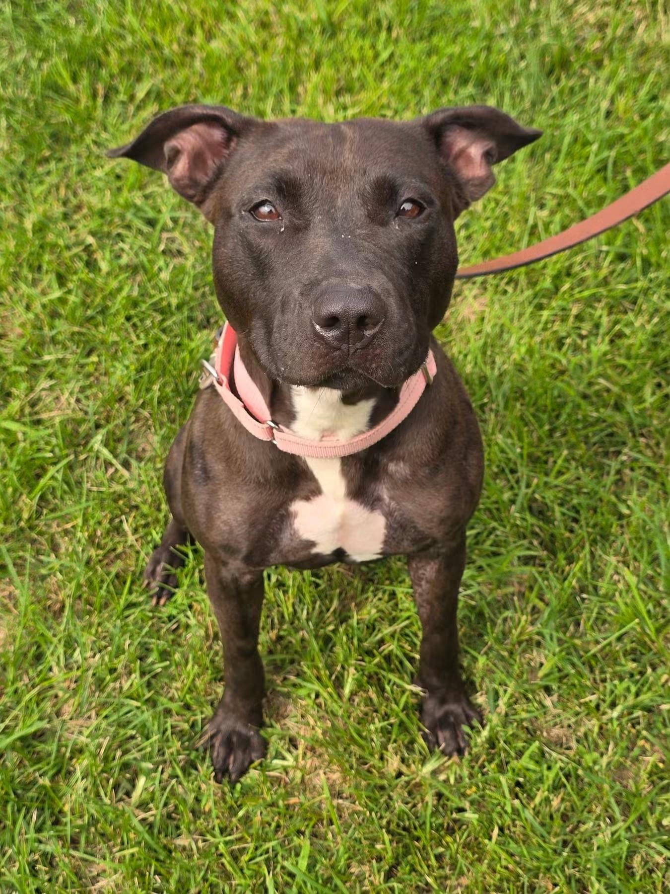 Juliet, ADOPTABLE, Adult Female Black Labrador Retriever.