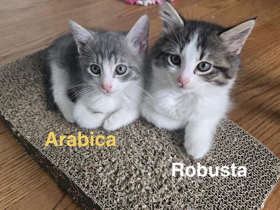 Arabica, ADOPTABLE, Kitten Male Domestic Short Hair.
