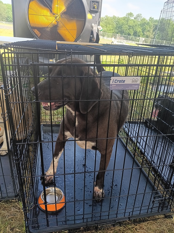 Enlarge Knight, a Adoptable mixed breed in Lonsdale, AR image 10/12