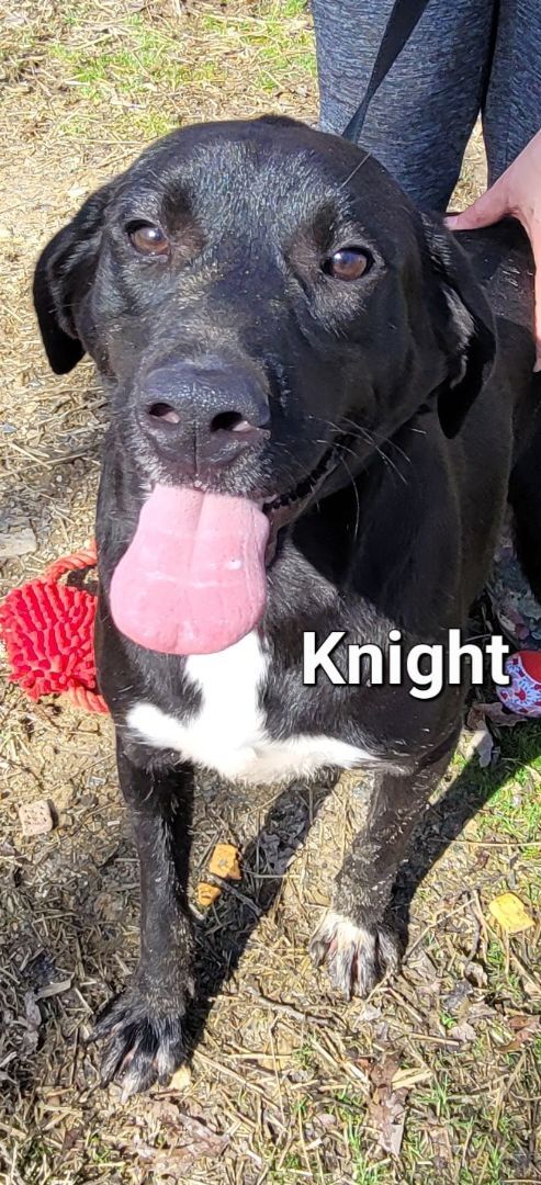 Enlarge Knight, a Adoptable mixed breed in Lonsdale, AR image 1/12