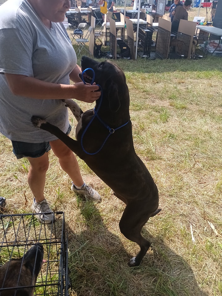 Enlarge Knight, a Adoptable mixed breed in Lonsdale, AR image 8/12