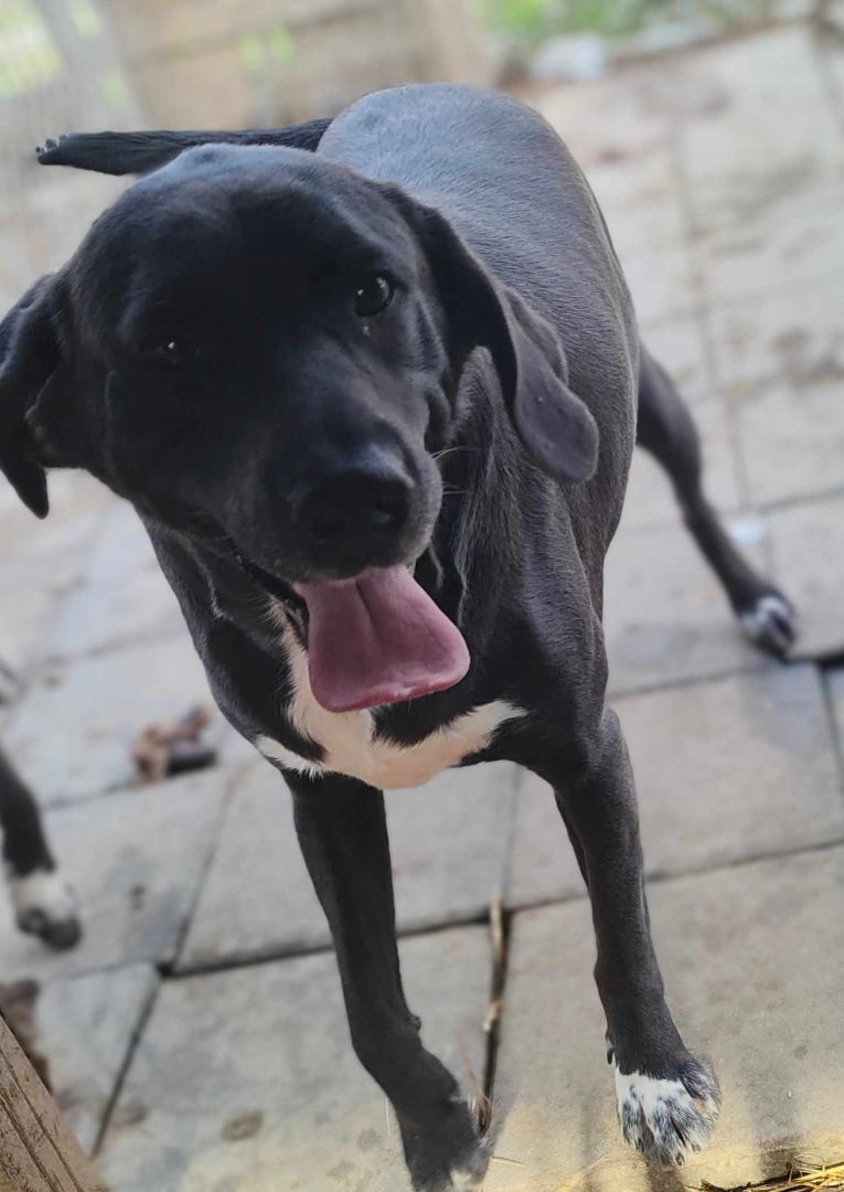 Enlarge Knight, a Adoptable mixed breed in Lonsdale, AR image 12/12