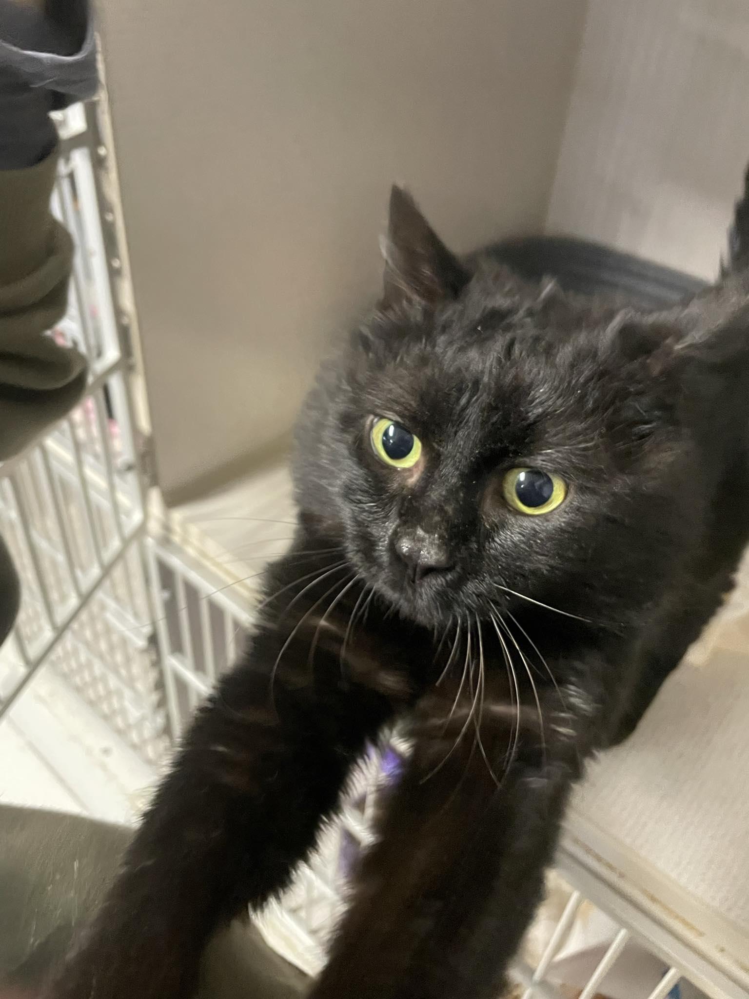 Enlarge Tim, a ADOPTABLE Domestic Short Hair in St. Maries, ID image 3/3
