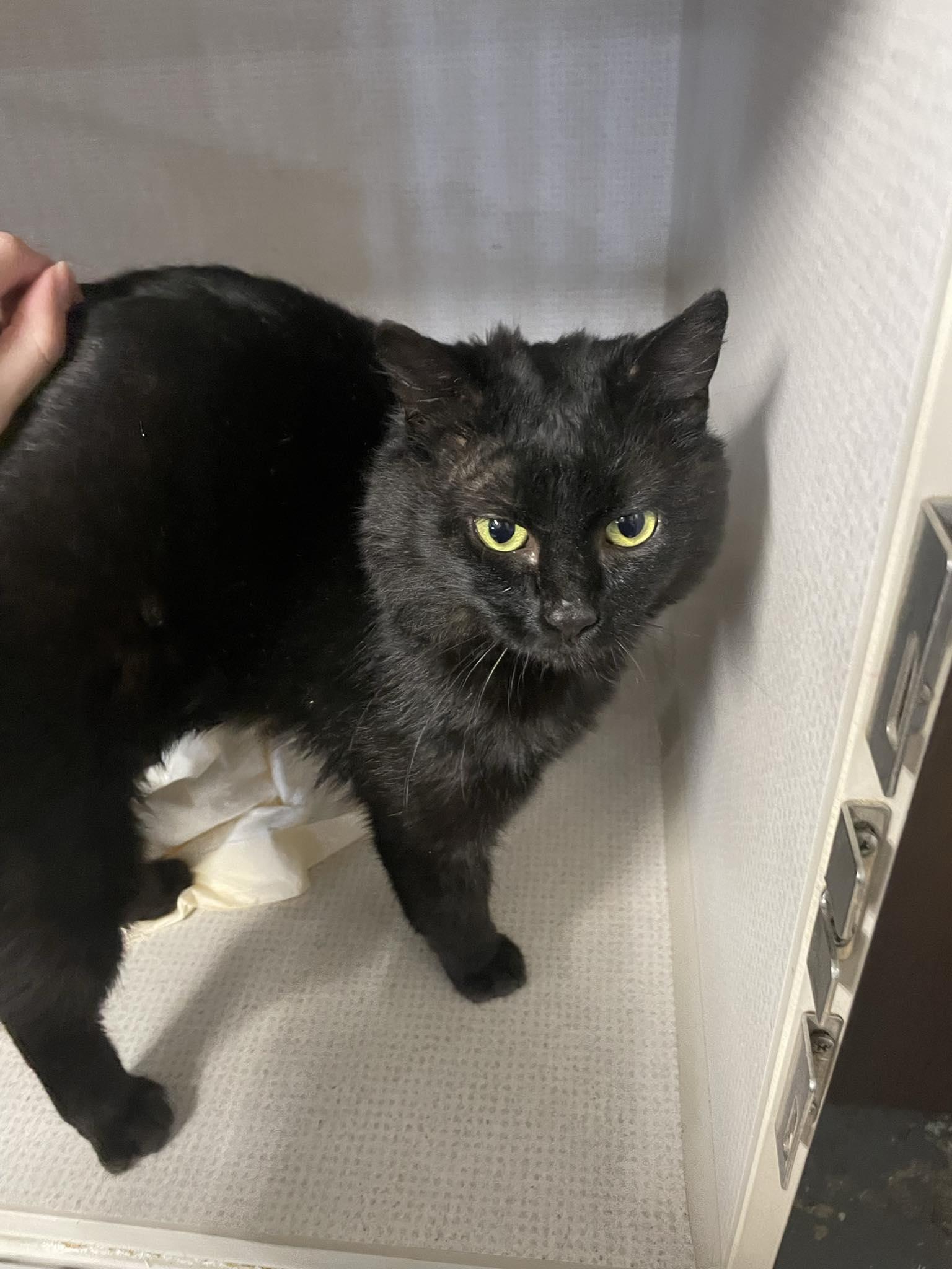 Enlarge Tim, a ADOPTABLE Domestic Short Hair in St. Maries, ID image 1/3