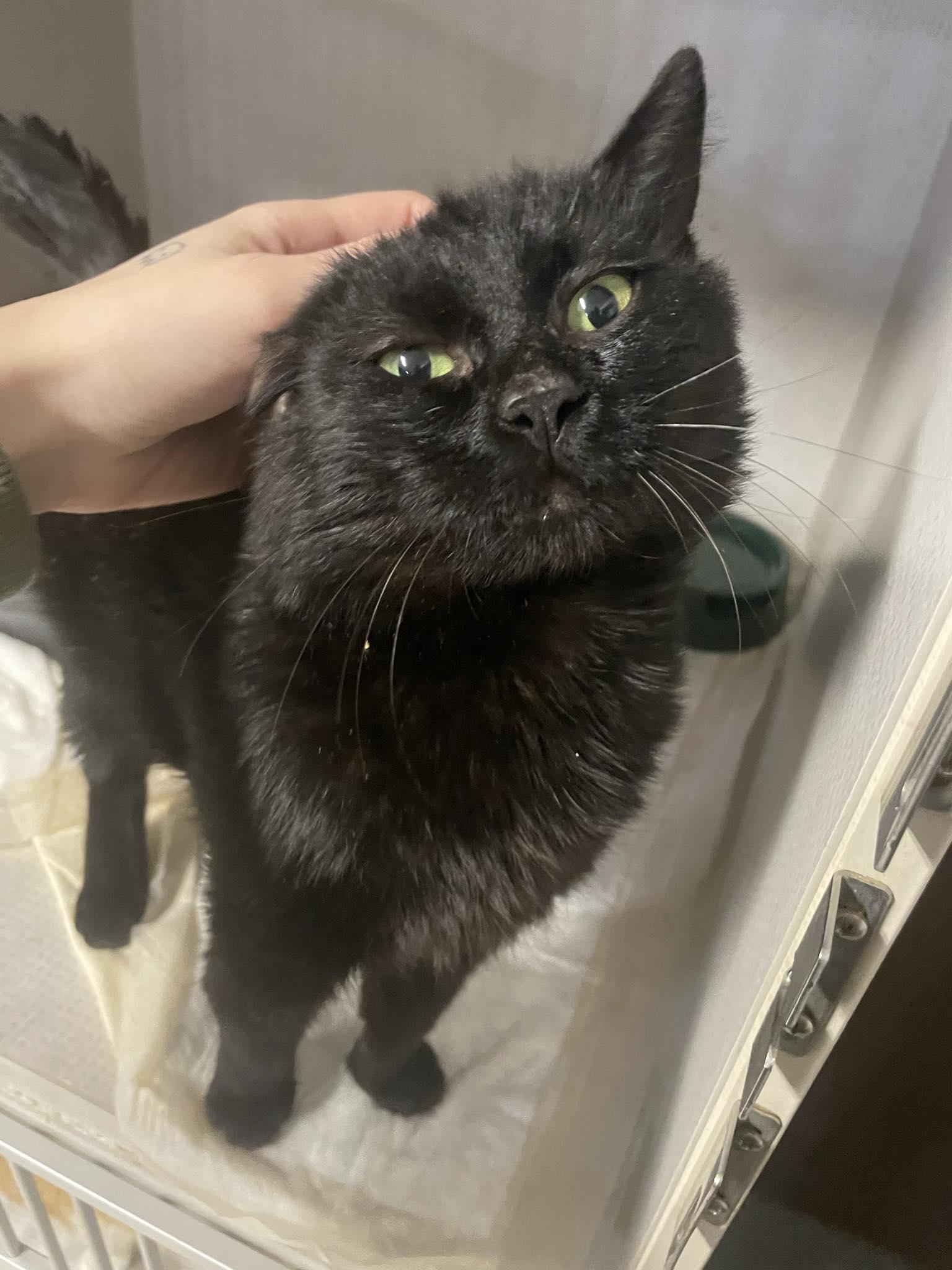 Enlarge Tim, a ADOPTABLE Domestic Short Hair in St. Maries, ID image 2/3