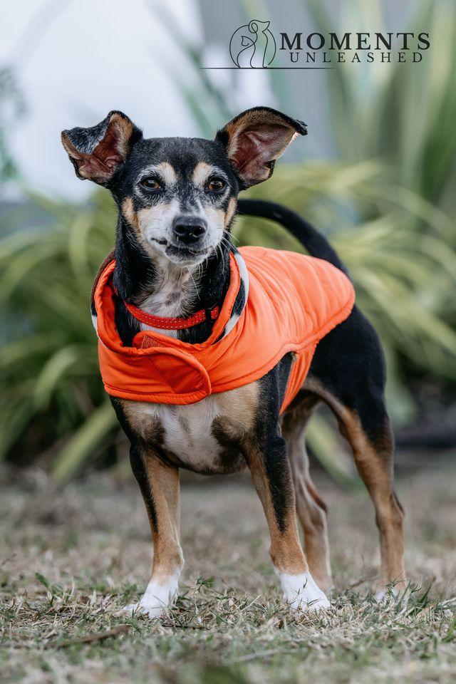 Enlarge Roscoe, a Adoptable mixed breed in Myakka City, FL image 2/3