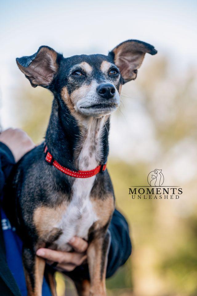 Enlarge Roscoe, a Adoptable mixed breed in Myakka City, FL image 3/3