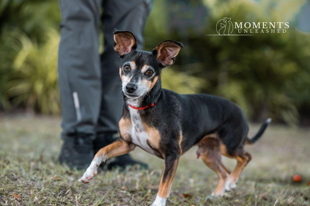 Roscoe, Adoptable, Adult Male Chihuahua.