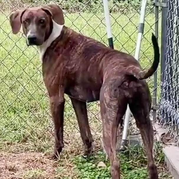 Enlarge Birdie, a Adopted mixed breed in Fort Payne, AL image 1/1