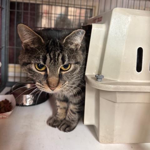 0725-44 Babette (Babs), Adoptable, Adult Female Domestic Short Hair.