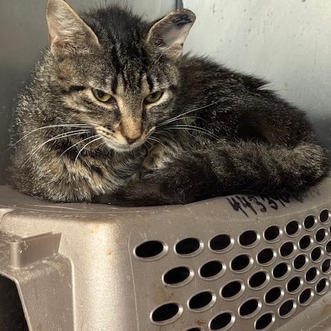 Enlarge 0725-44 Babette (Babs), a Adoptable Domestic Short Hair in Abingdon, MD image 2/3