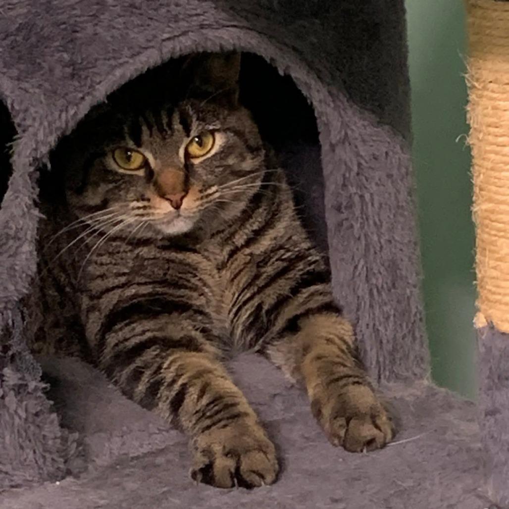 0725-44 Babette (Babs), Adoptable, Adult Female Domestic Short Hair.