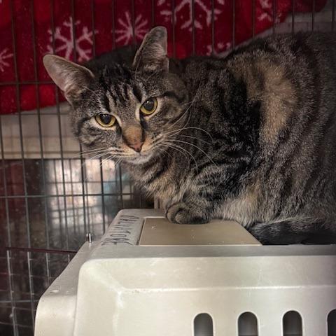 Enlarge 0725-44 Babette (Babs), a Adoptable Domestic Short Hair in Abingdon, MD image 3/3