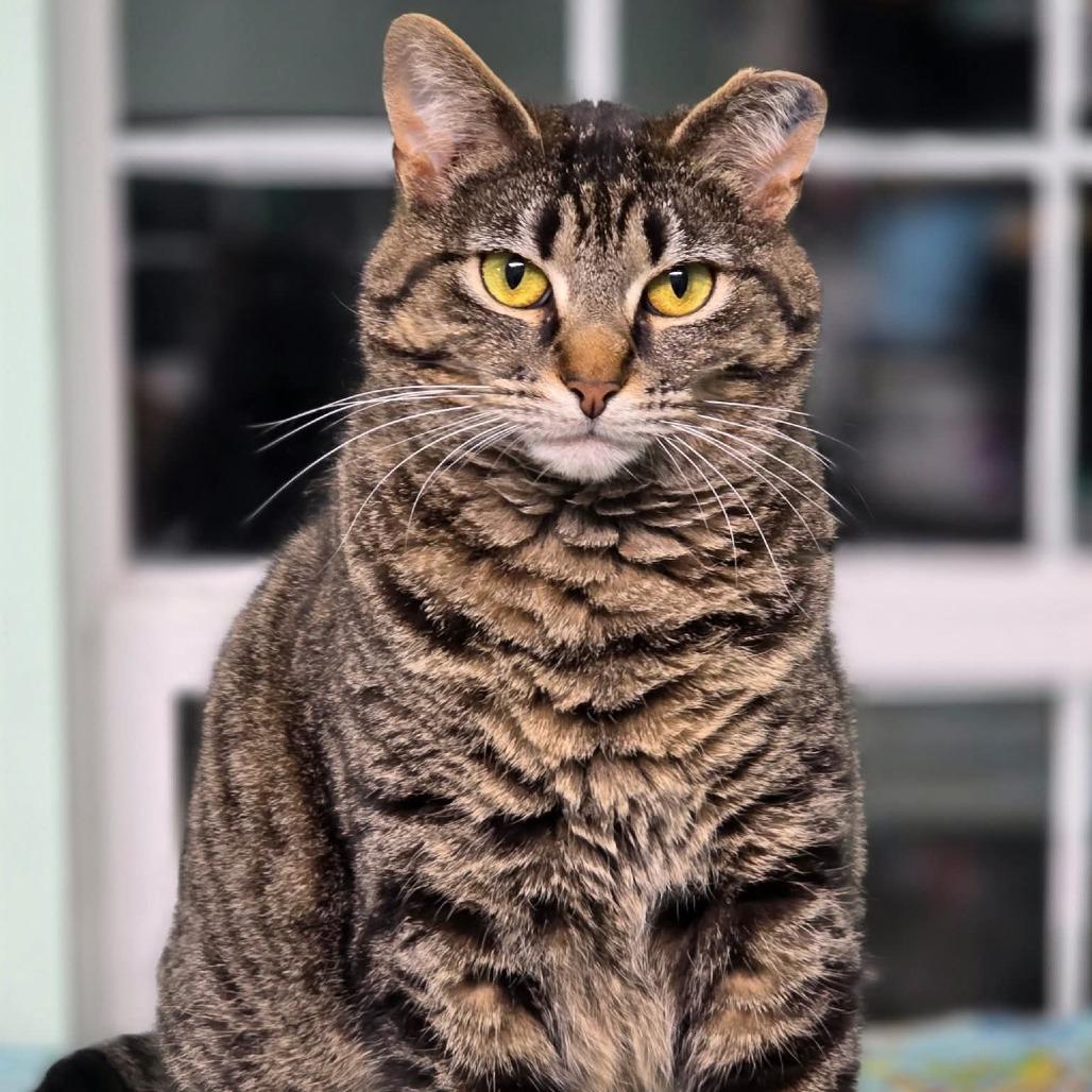 Enlarge 0725-44 Babette (Babs), a Adoptable Domestic Short Hair in Abingdon, MD image 3/3