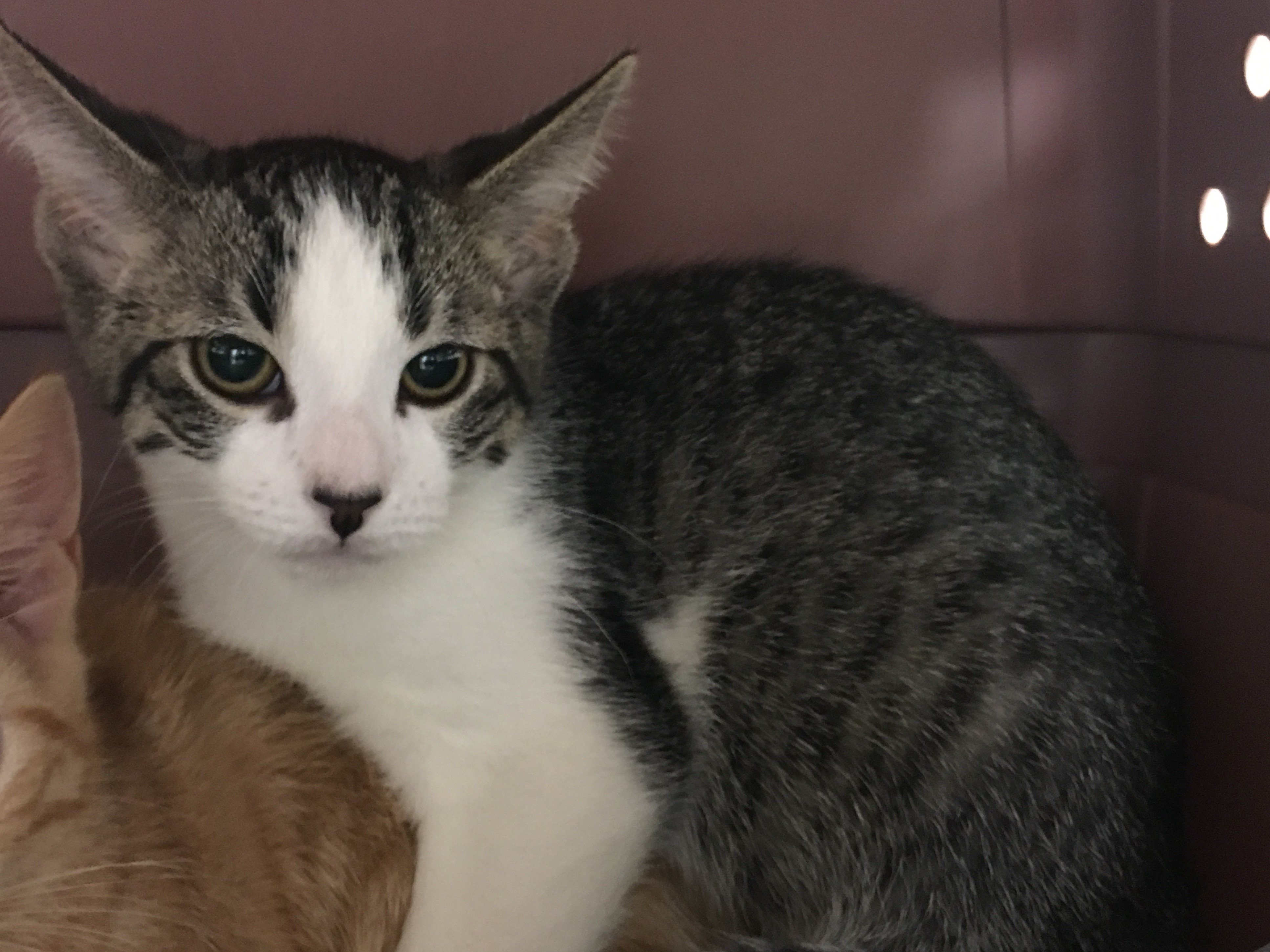 Frankie, a Adoptable mixed breed in Whiting, IN image 1/6