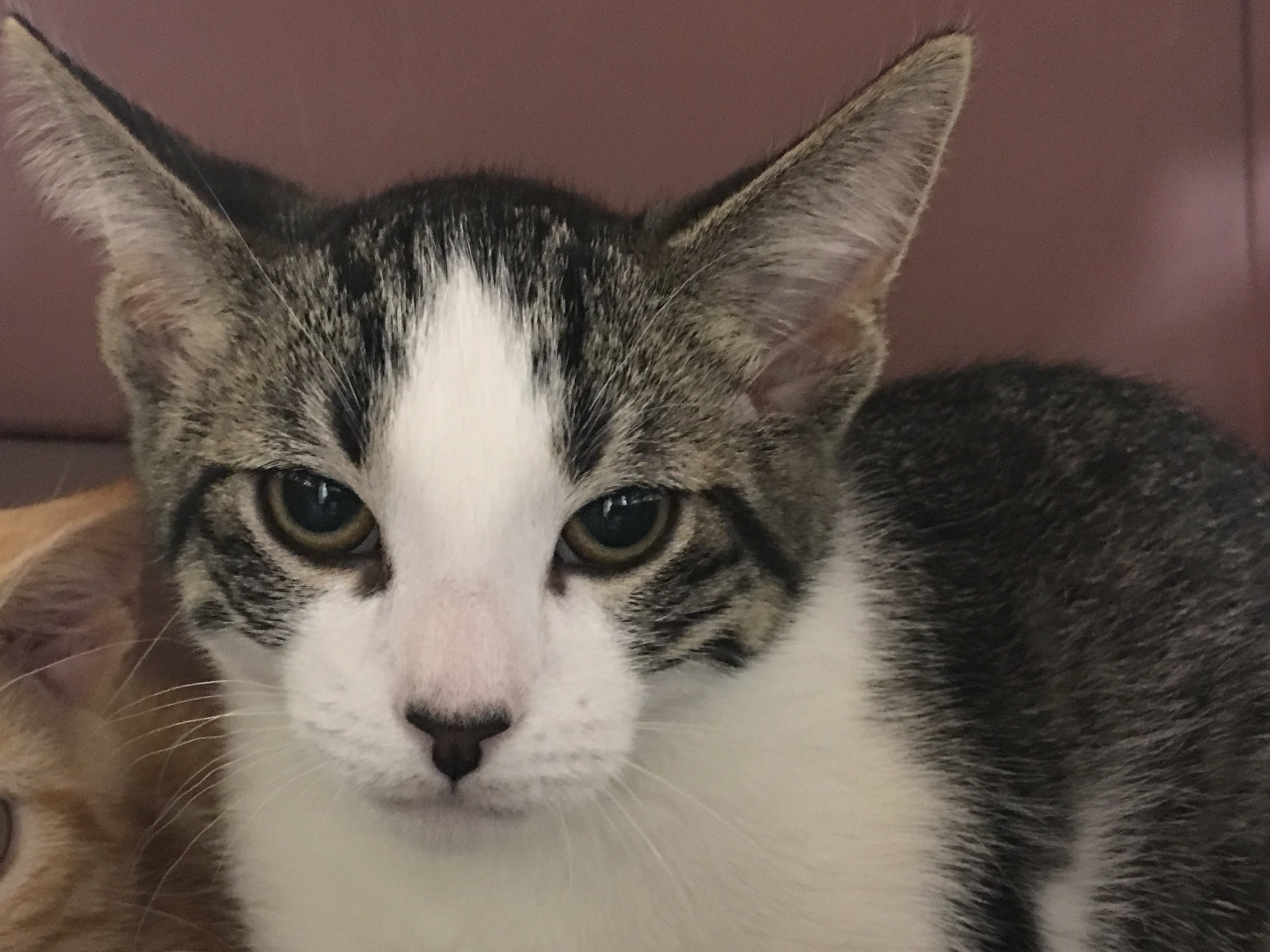 Frankie, a Adoptable mixed breed in Whiting, IN image 3/6