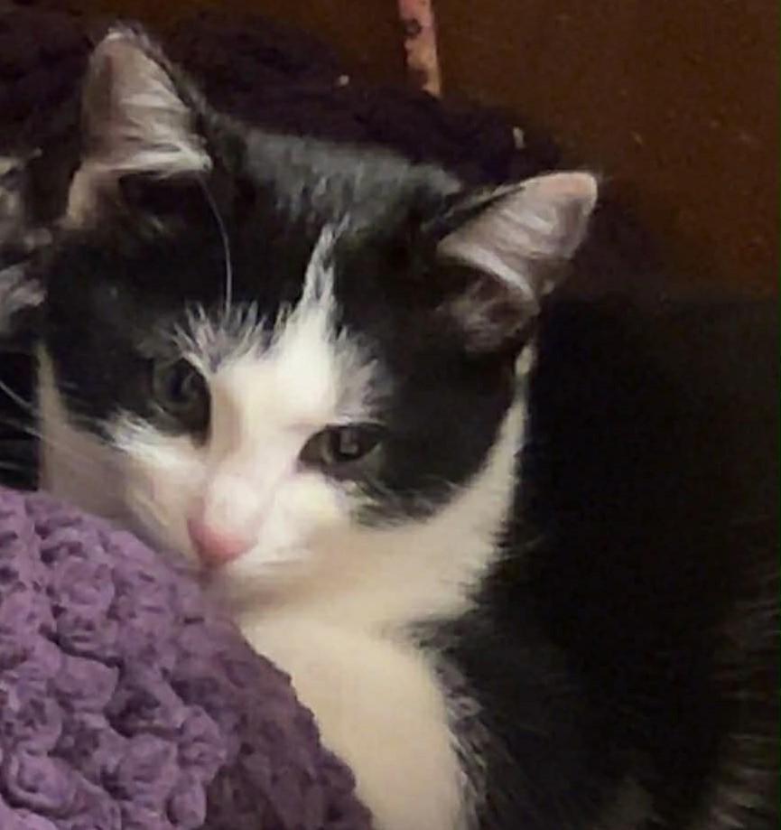 Muffin, ADOPTABLE, Kitten Female Domestic Short Hair.