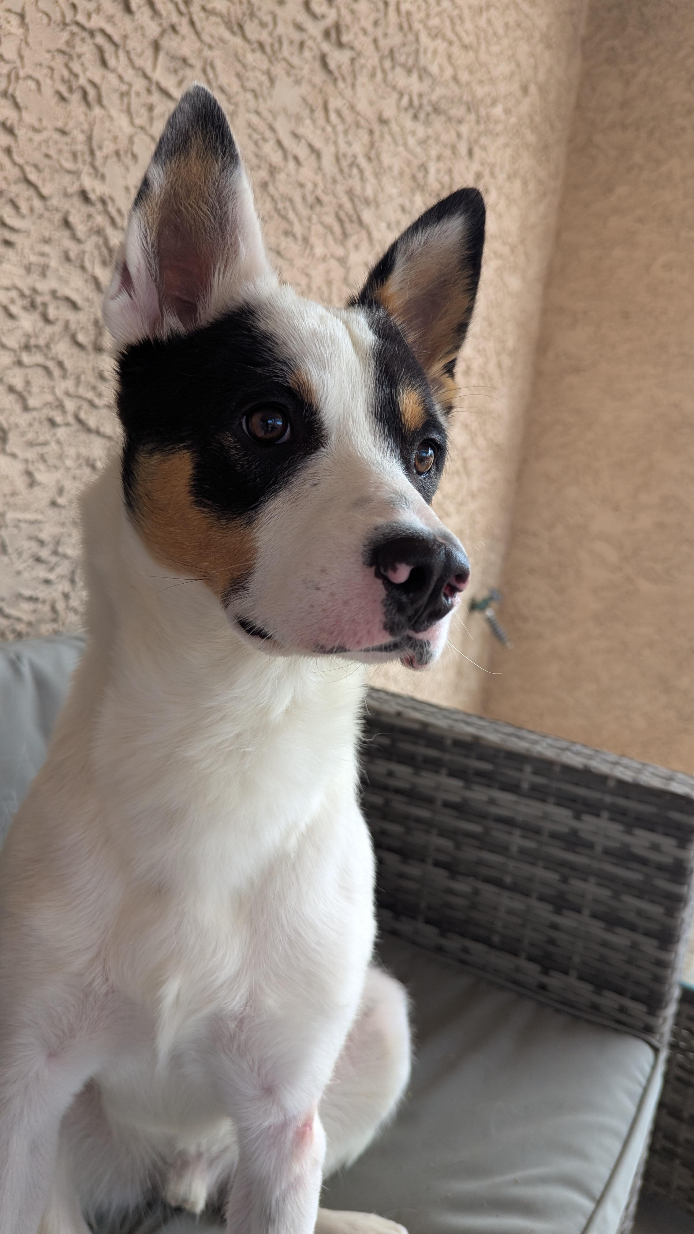 Fleetwood, a Adoptable mixed breed in Rio Rancho, NM image 2/5