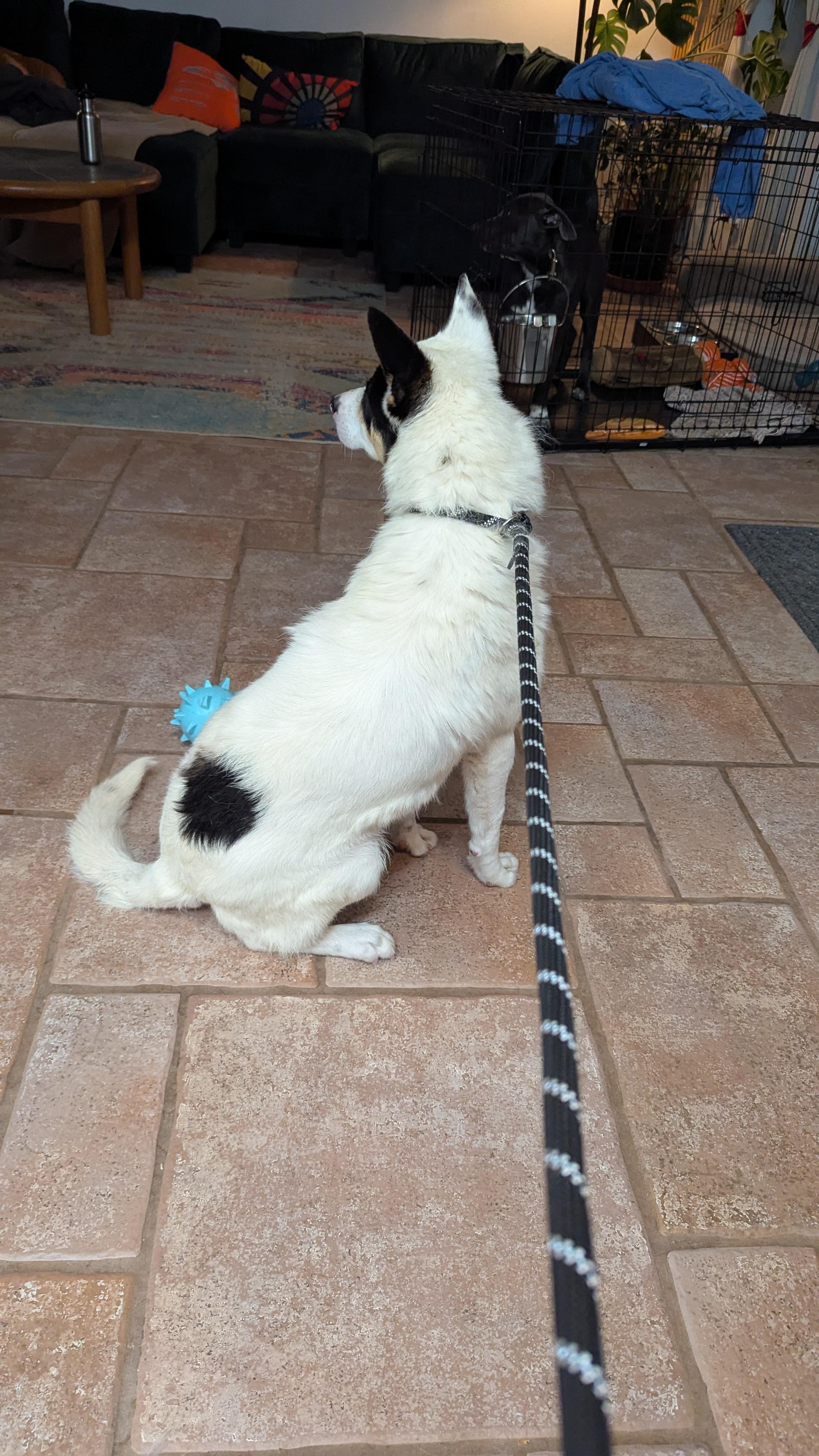 Fleetwood, a Adoptable mixed breed in Rio Rancho, NM image 3/5