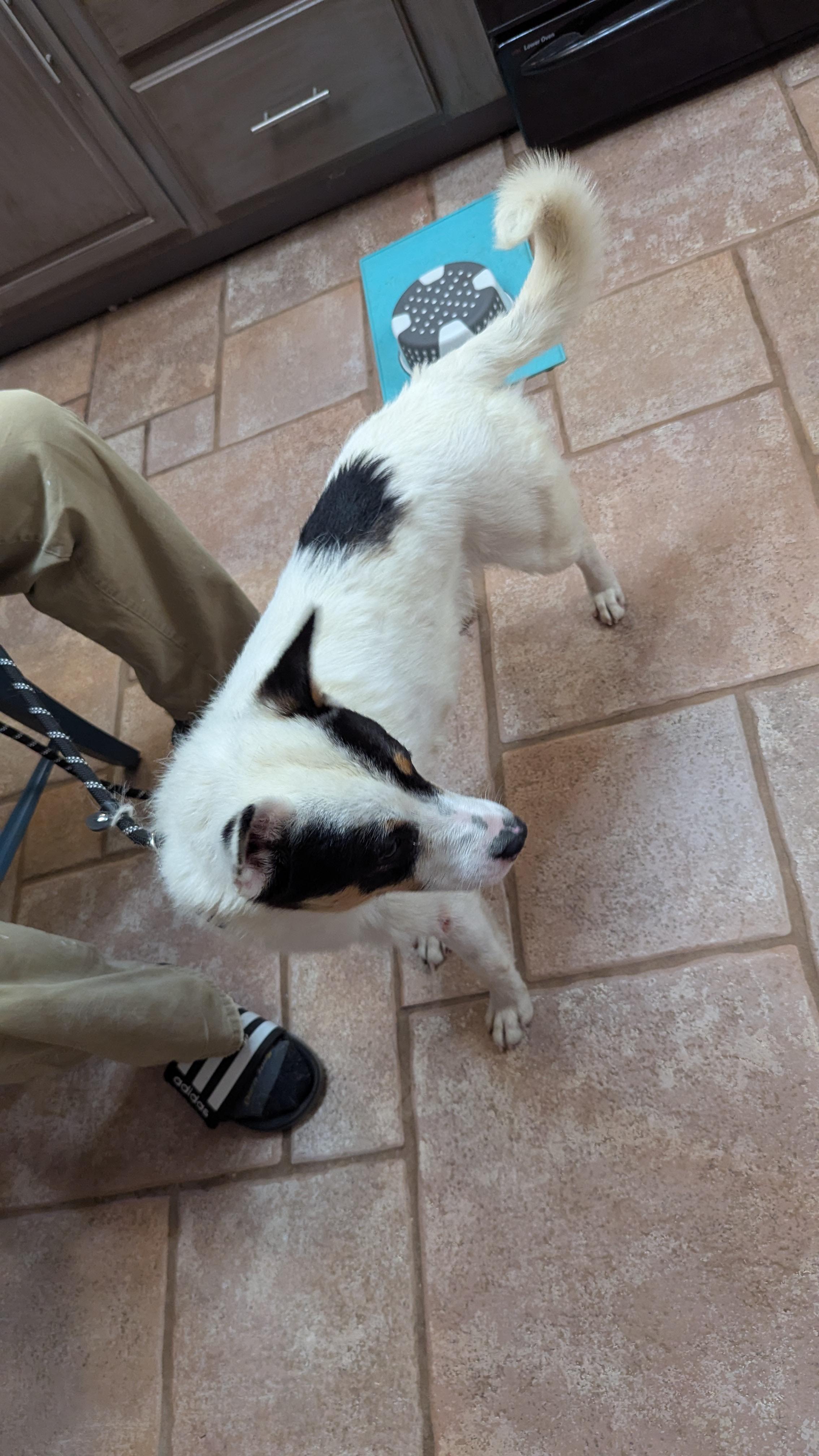 Fleetwood, a Adoptable mixed breed in Rio Rancho, NM image 4/5