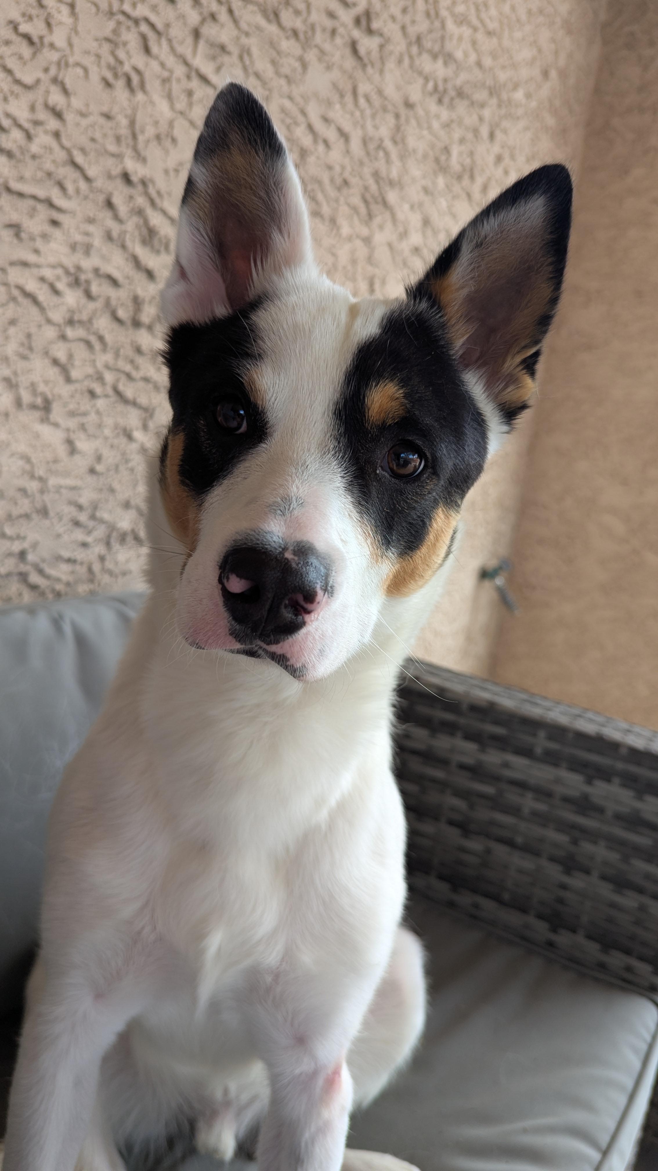 Fleetwood, Adoptable, Adult Male Australian Shepherd & Australian Cattle Dog / Blue Heeler.