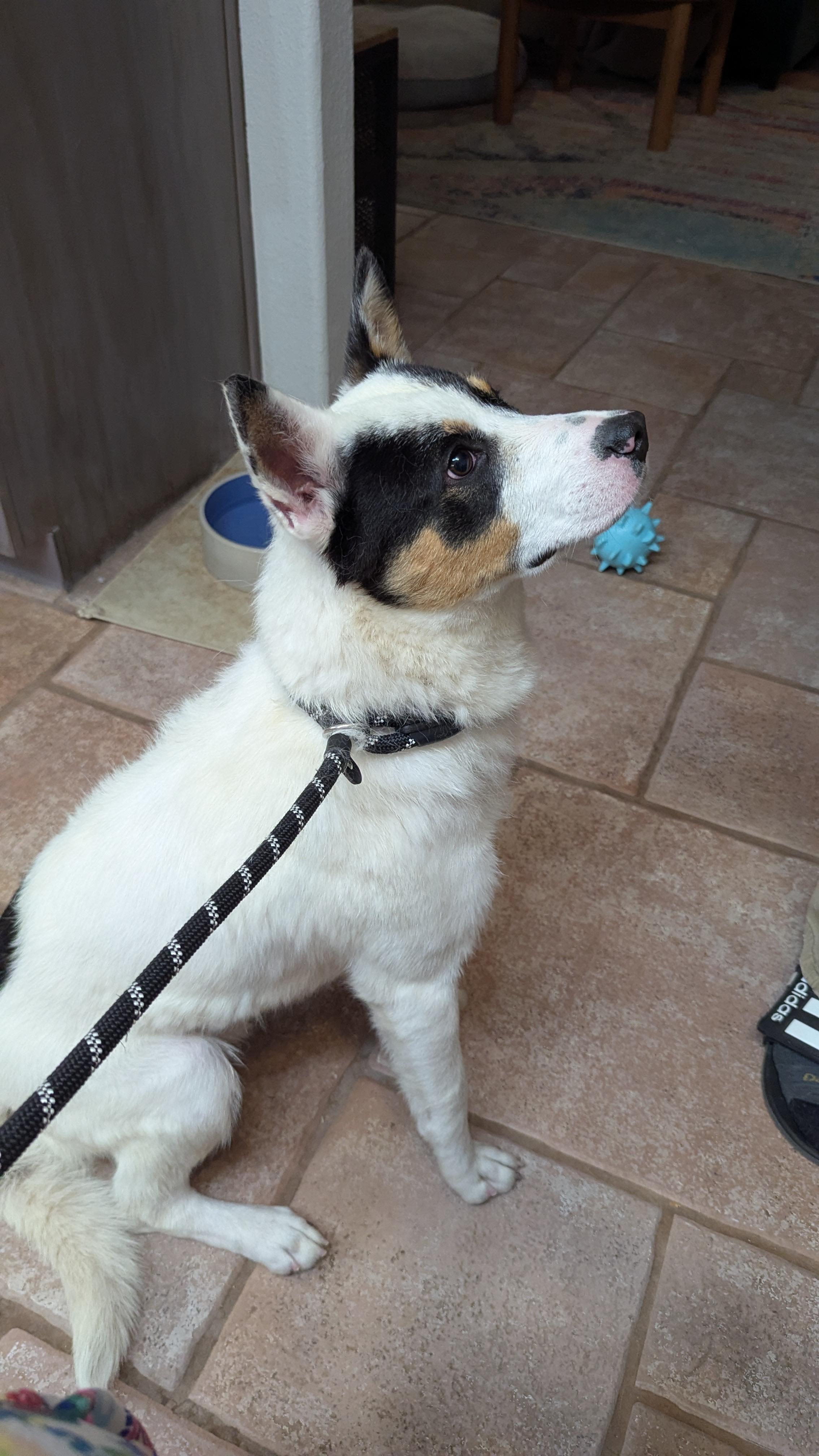 Fleetwood, a Adoptable mixed breed in Rio Rancho, NM image 5/5