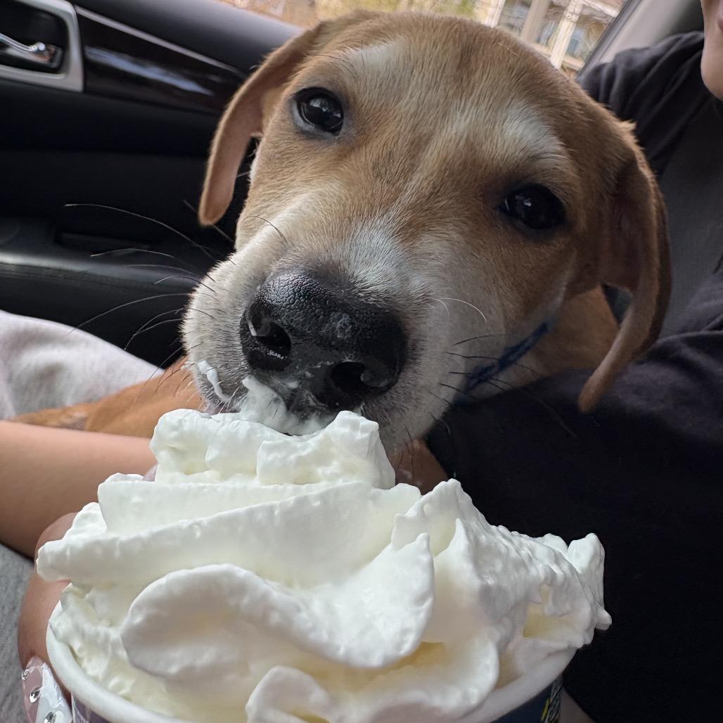 Rusty, Adoptable, Puppy Male Labrador Retriever & Mixed Breed.