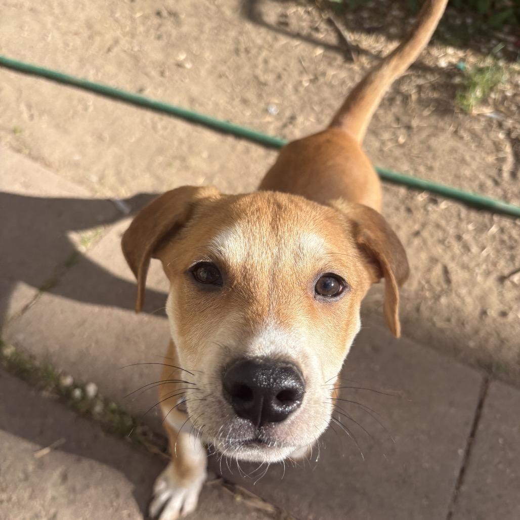 Enlarge Rusty, a Adoptable mixed breed in Fort Collins, CO image 2/4