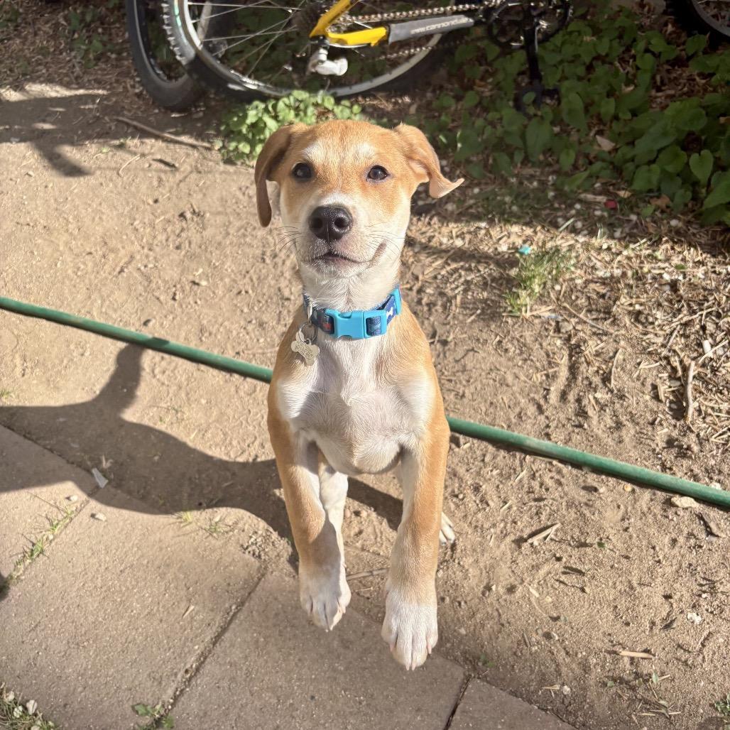 Enlarge Rusty, a Adoptable mixed breed in Fort Collins, CO image 3/4