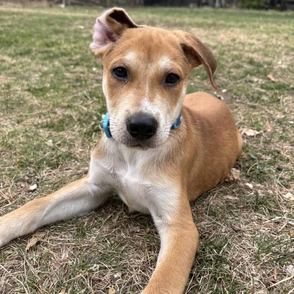 Enlarge Rusty, a Adoptable mixed breed in Fort Collins, CO image 4/4